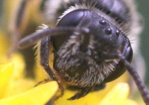 Réf. 274 323 : Andrena sp.